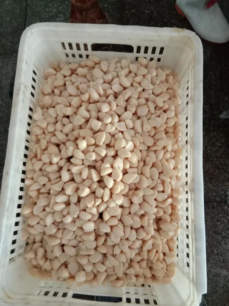 
350-450 pcs/kg Pickled Garlic Cloves In Brine 