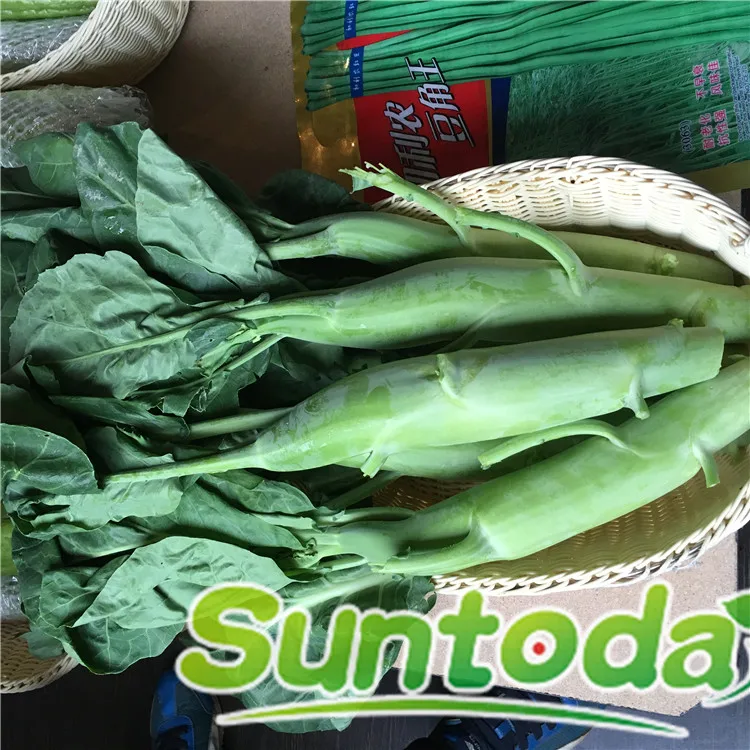 
F1 kale kailan Chinese Mustard cabbage kale seeds 