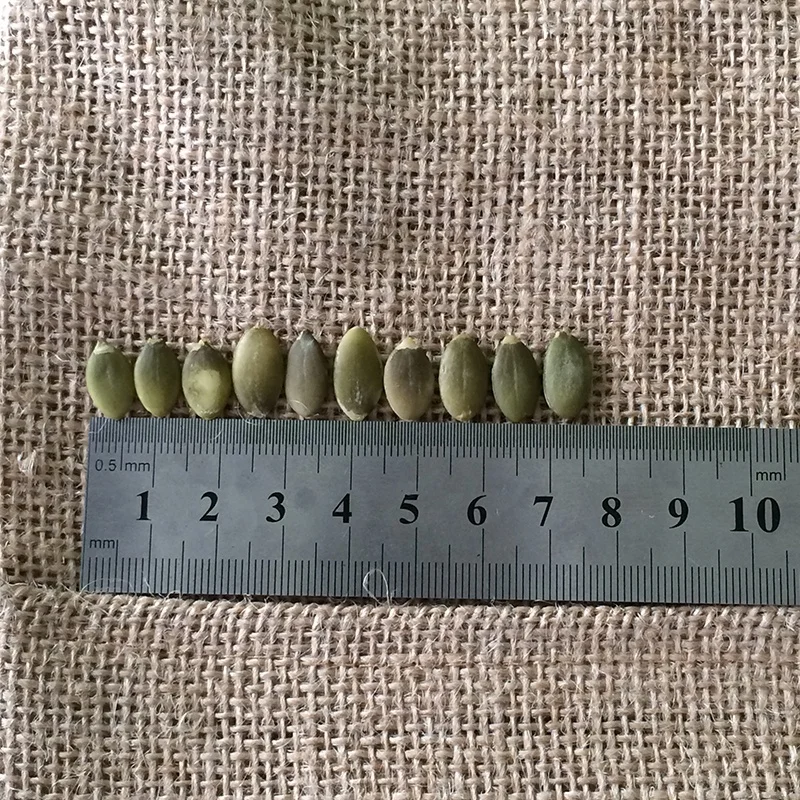 
Cheap Hulled Snow White Pumpkin Seed Kernels Wholesale 