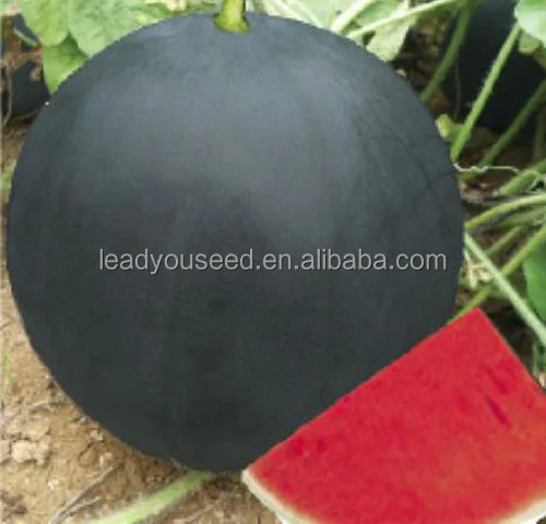 
W02 Heima mid-late maturity dark green seedless watermelon seeds for planting 