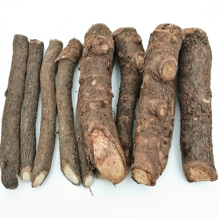 
 Новый, свежий, Суперстойкий, быстрорастущий Гибридный корень paulownia 9501 для роста  