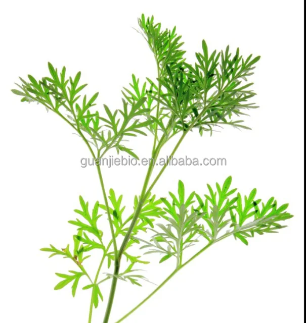 
High Quality Organic Best Selling Artemisinin 99% Artemisinin Powder 