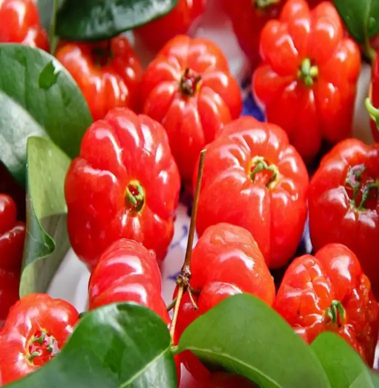 Новая поставка, Eugenia uniflora, Детские Растения для посадки