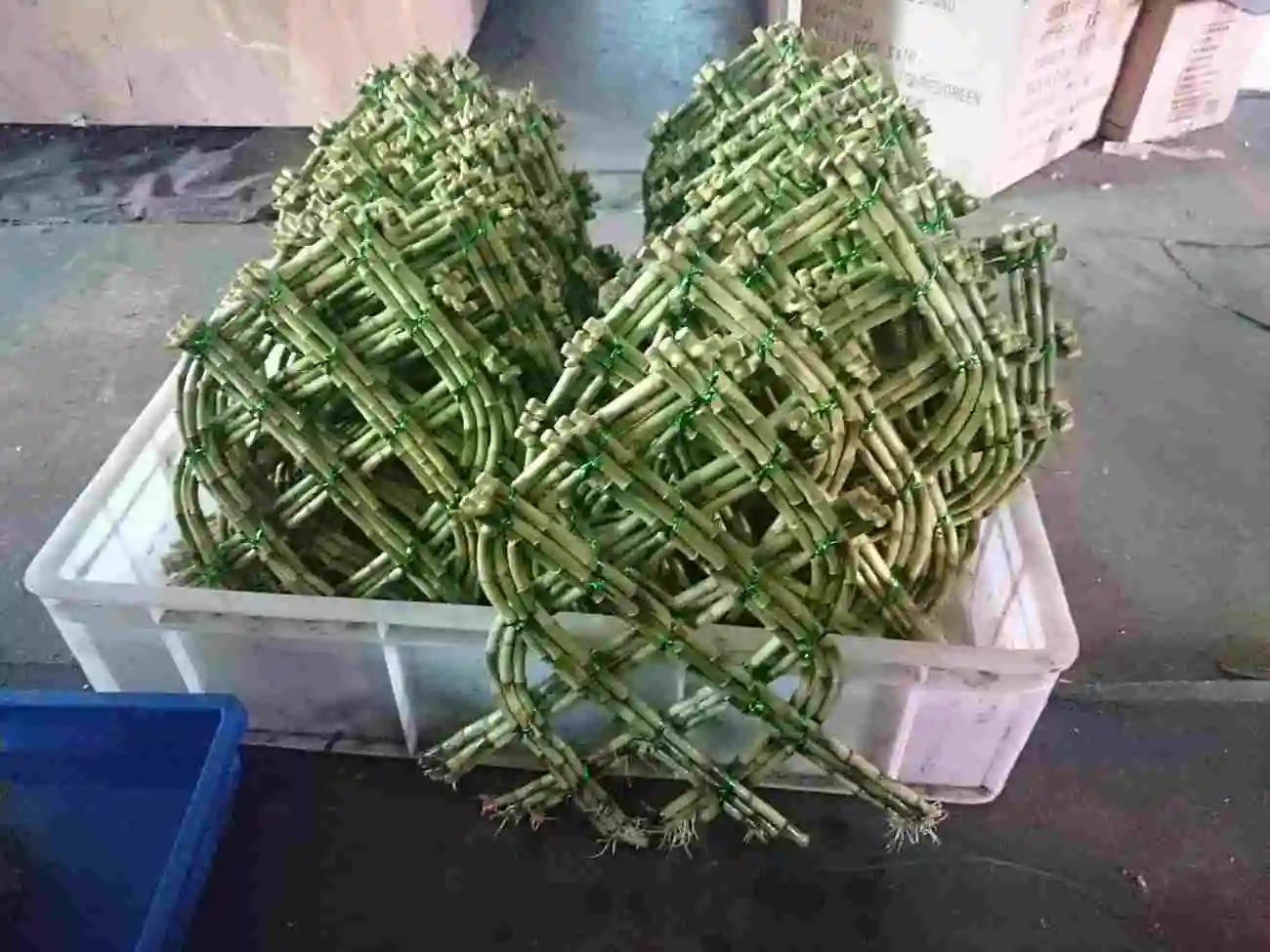 
Braided shape lucky bamboo, dracaena sanderiana, indoor plants bonsai nursery 