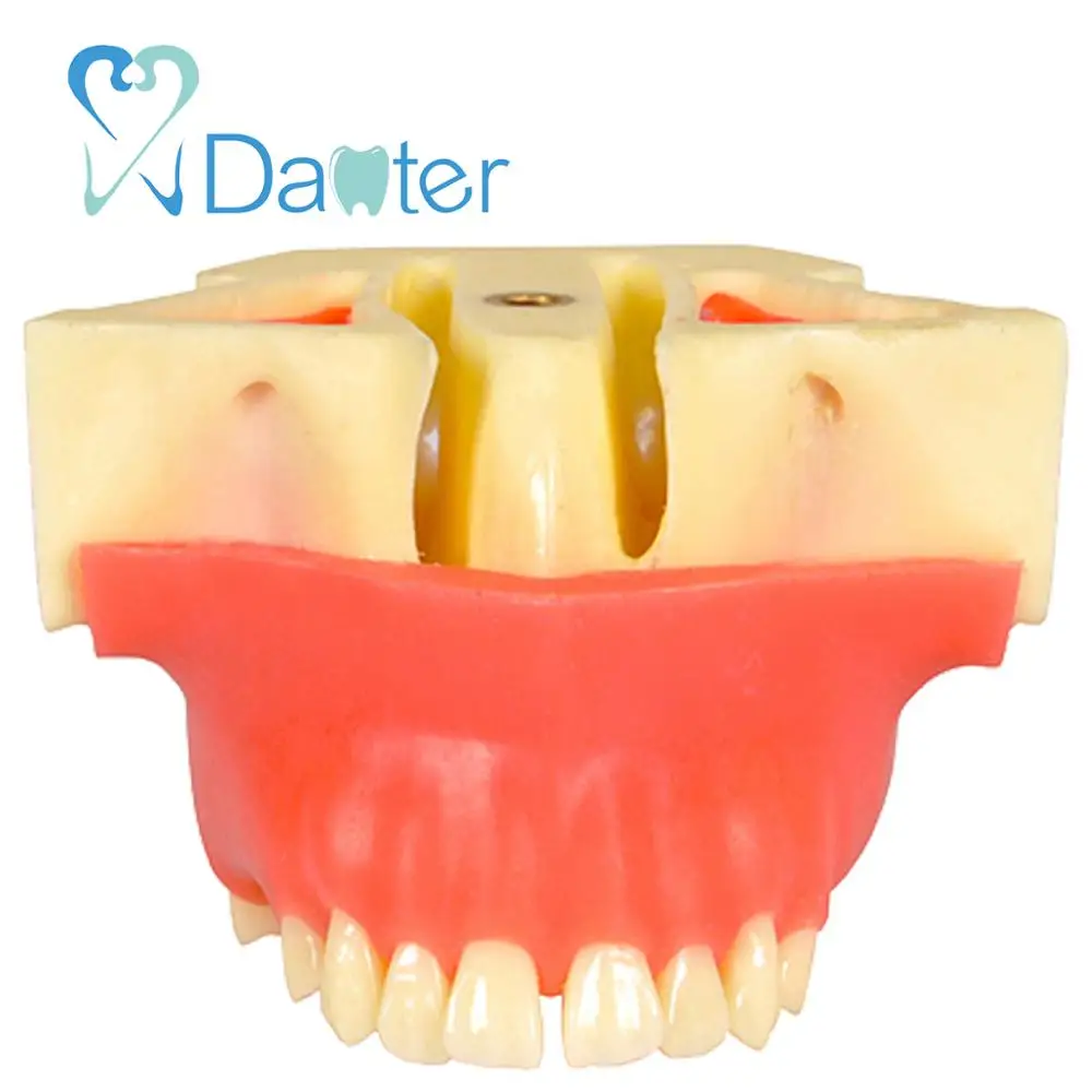 Оптовая продажа, Стоматологическая модель для практики подтяжки пазухов, используемая для практики