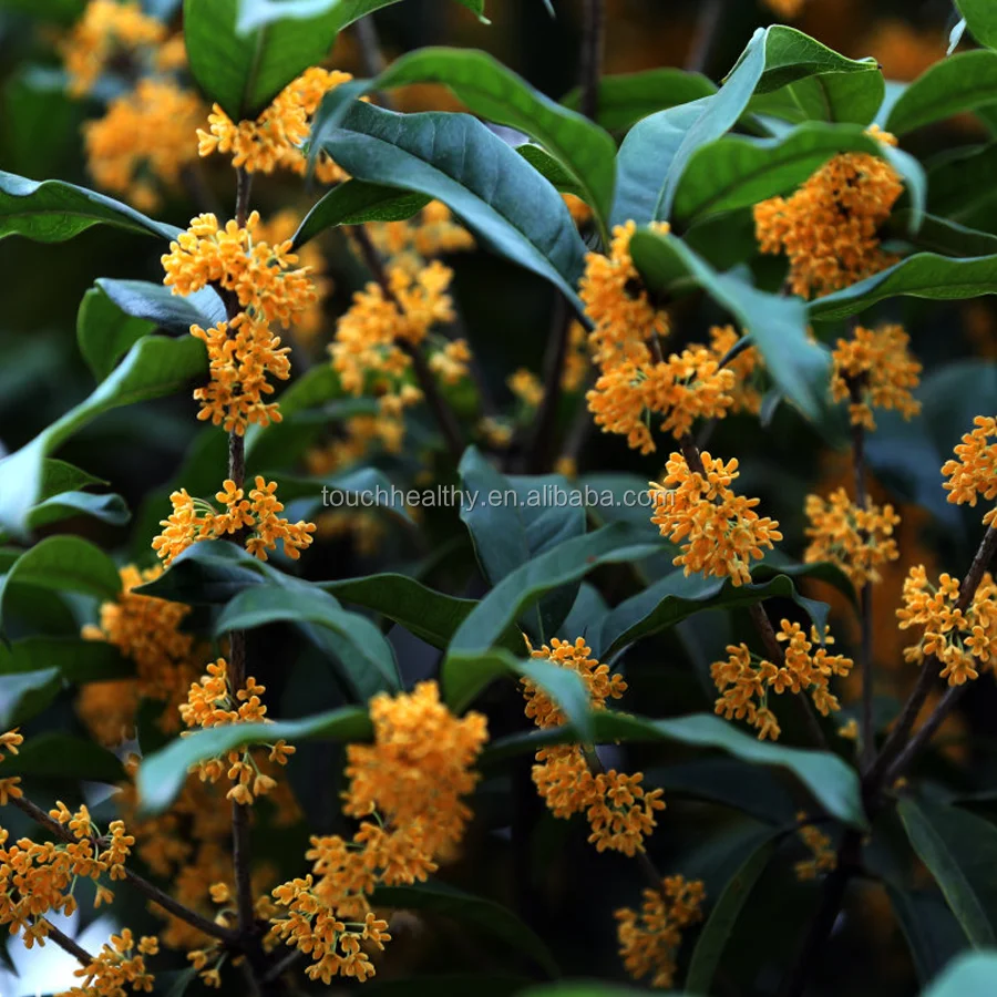 
2021 Touchhealthy Supply High germination Osmanthus fragrans seeds 