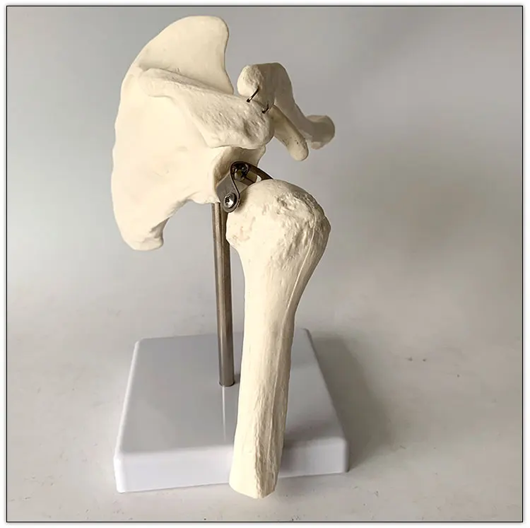 Human skeleton model shoulder joint model scapula medical teaching model