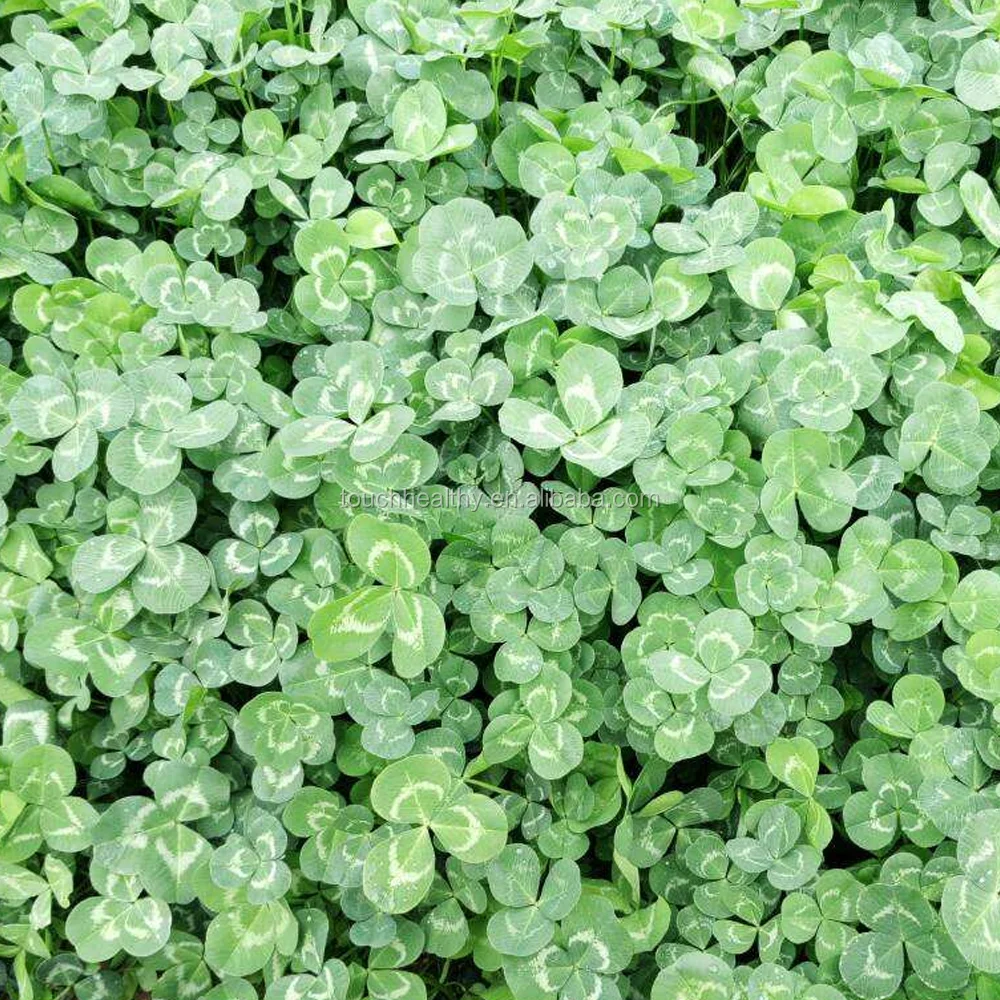 
2021 white clover seeds/Trifolium repens L seeds/forage grass seeds 