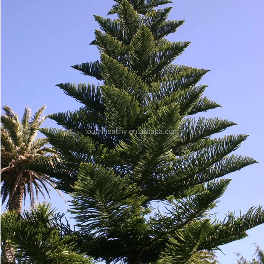 
 2021 семян араукарии лучшего качества для посадки  