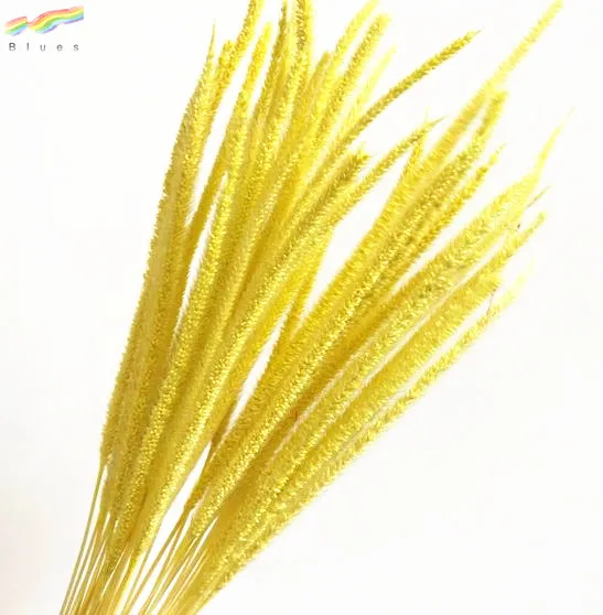 Hot sale fresh dried decorative pampas grass spindly plants color