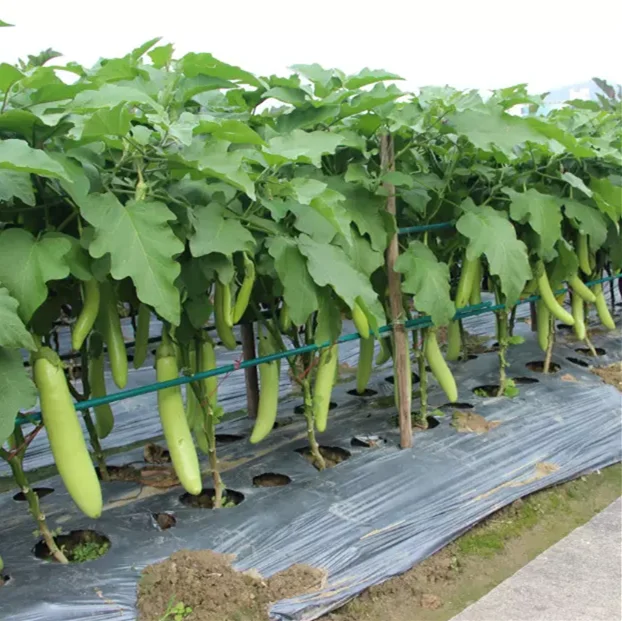 
2018 Precocious disease-resistant hybrid green eggplant seed selling 
