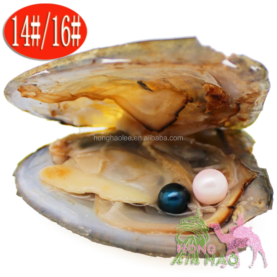 Fancy Gift Akoya High quality cheap love freshwater shell pearl oyster 6-8mm mixed colors pearl oyster with vacuum packaging