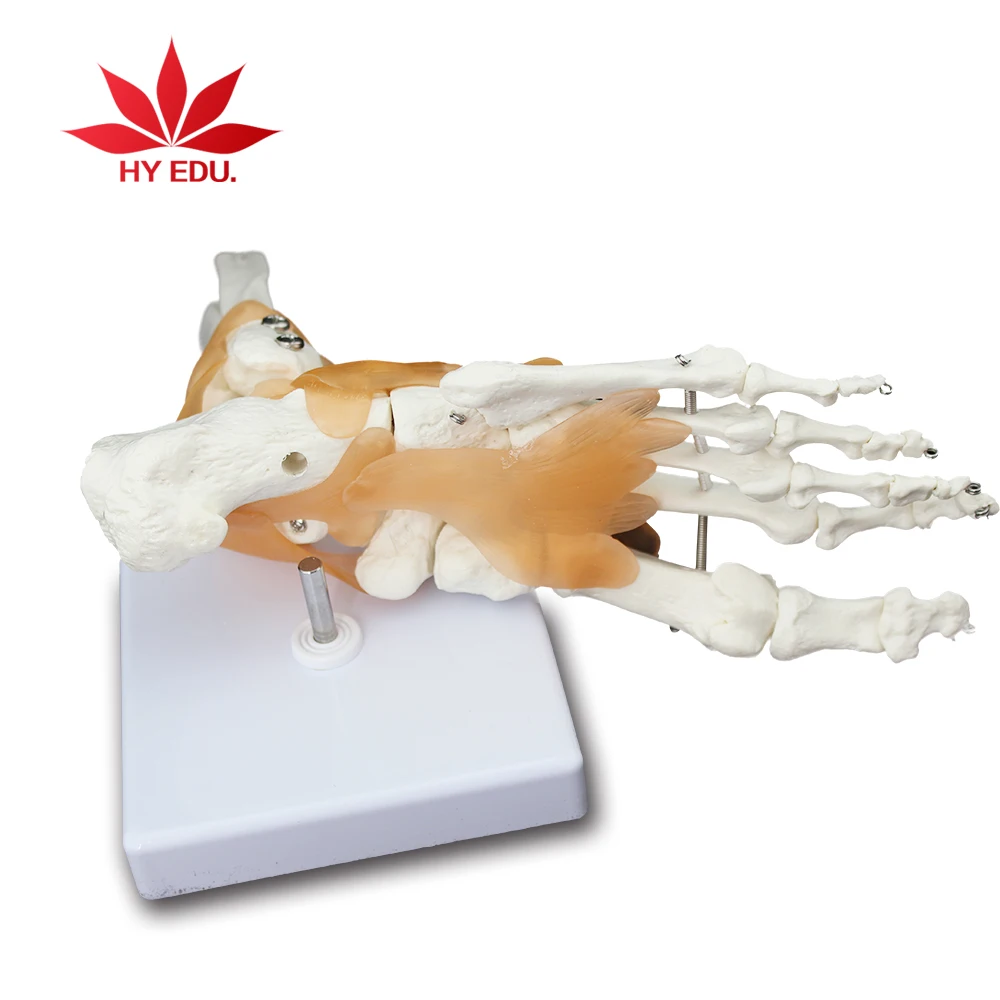 Высококачественный полноразмерный сустав ноги с анатомической моделью Связки