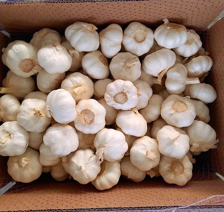 Jixiang Fresh Garlic 10kg Loose packing Carton Size 5.5cm