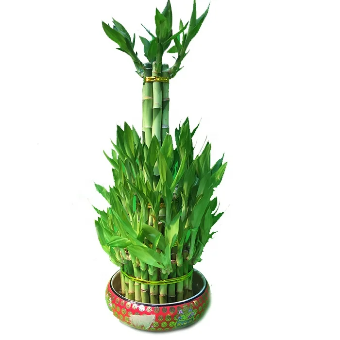 
Wholesale Bonsai Feng Shui Plants Lucky Bamboo Plants 