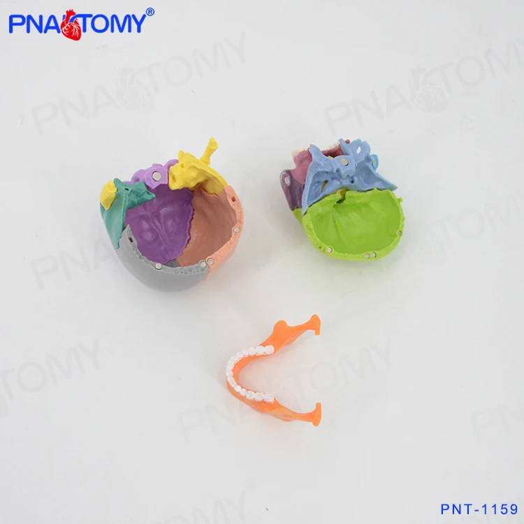 PNT-1159 1/2 size skull model 15parts with magnets hot sell detachable medical model for school