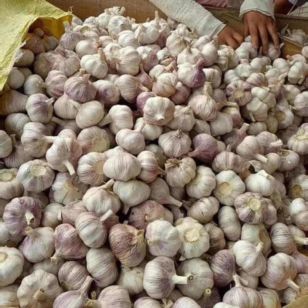 
2018 new harvest garlic 