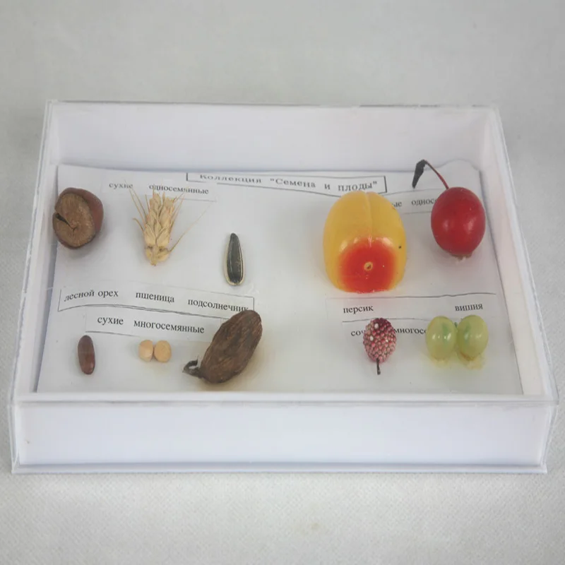 New High Quality Imitation Fruit Specimen Collection Educational Demonstration Material