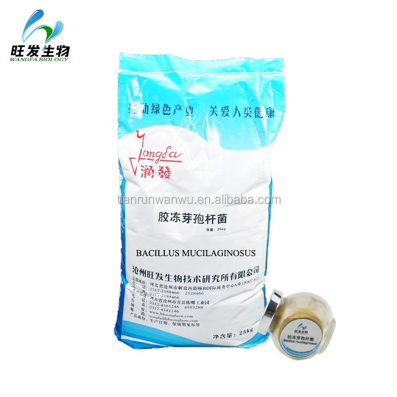 
Bacillus mucilaginosus 