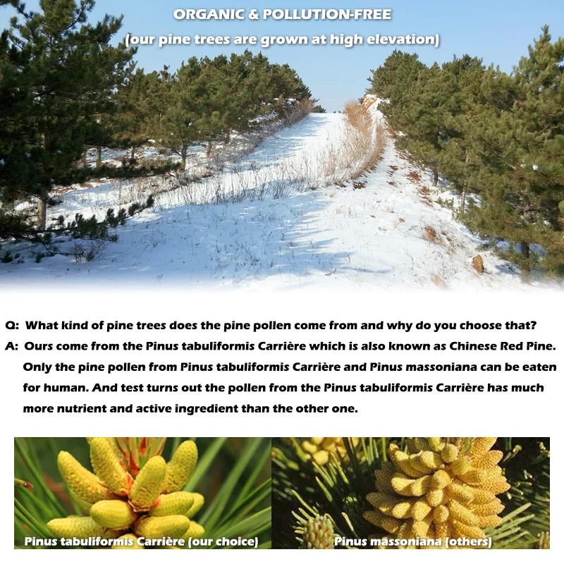 
Hot Selling Chinese Powder Herbal Extract Pine Pollen Extract Pine Pollen of Pinus Tabulaeformis Carr. 100 % Pure Nature CN;HEB 