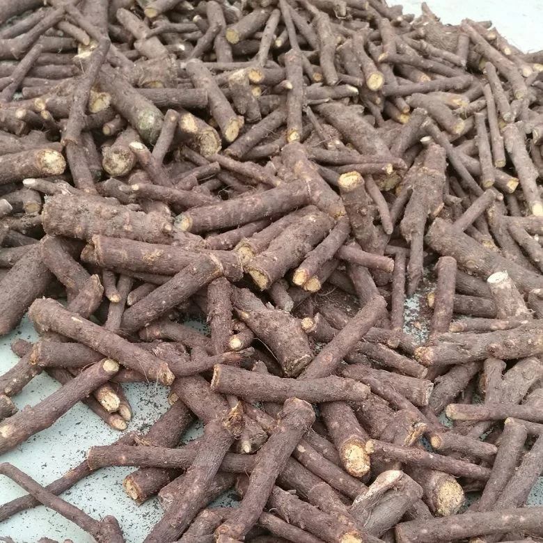 quarantine diploid fungicide and pesticide treated paulownia fortunei root cutting with phytosanitary certificate