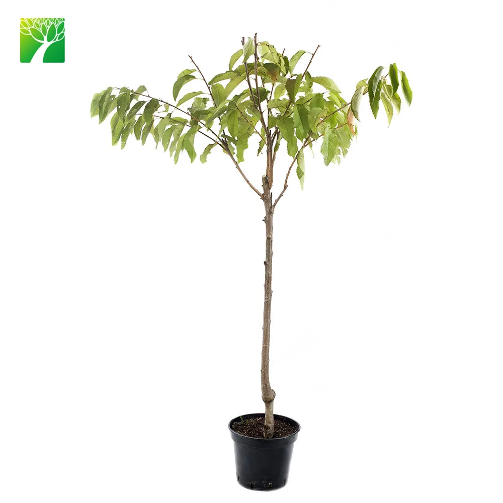 
Растительная ферма, прямая продажа, китайская кислая вишня, фрукты, пицет, Cerasus pseudocerasus 