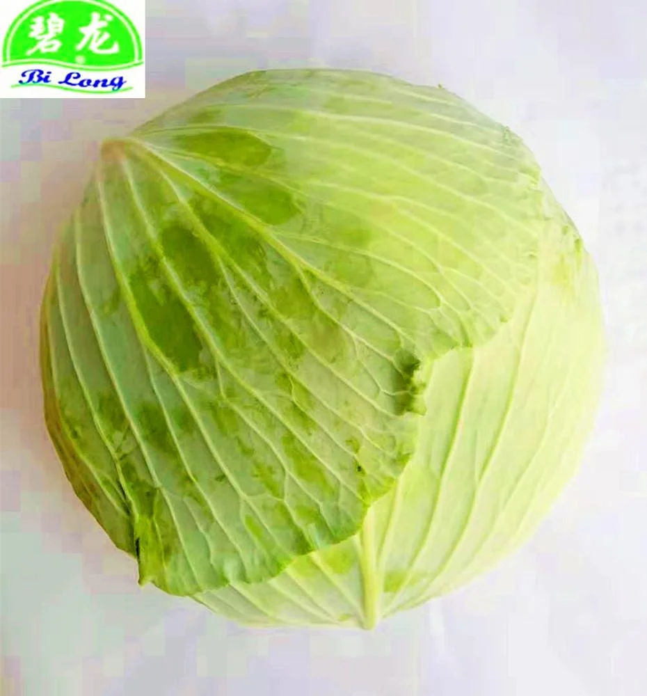 
Chinese fresh cabbage round/flat/purple wholesale price 