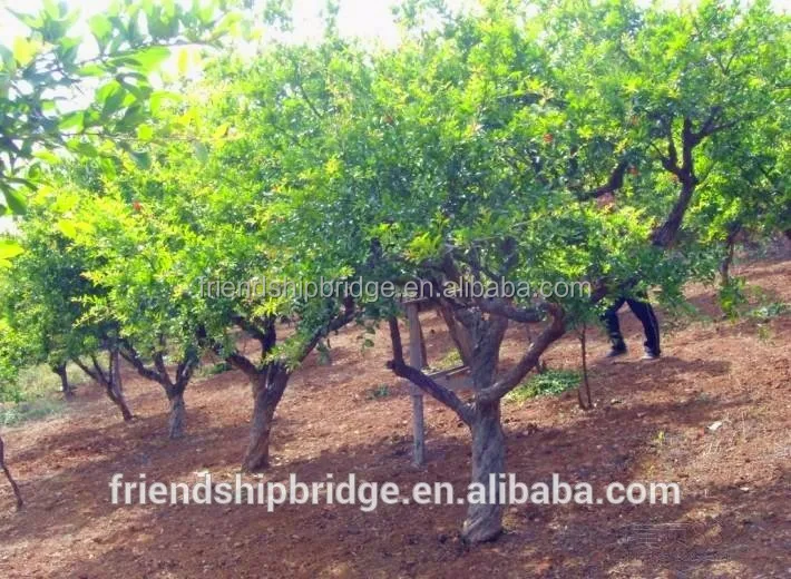 
Red Pomegranate Tree for Sale 