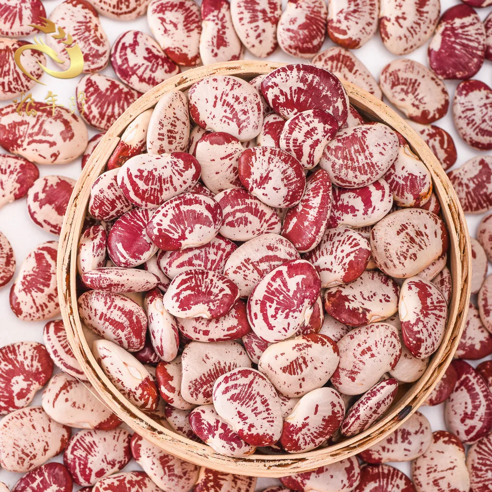 good quality New crop originated Light Speckled Long shape Runner Beans