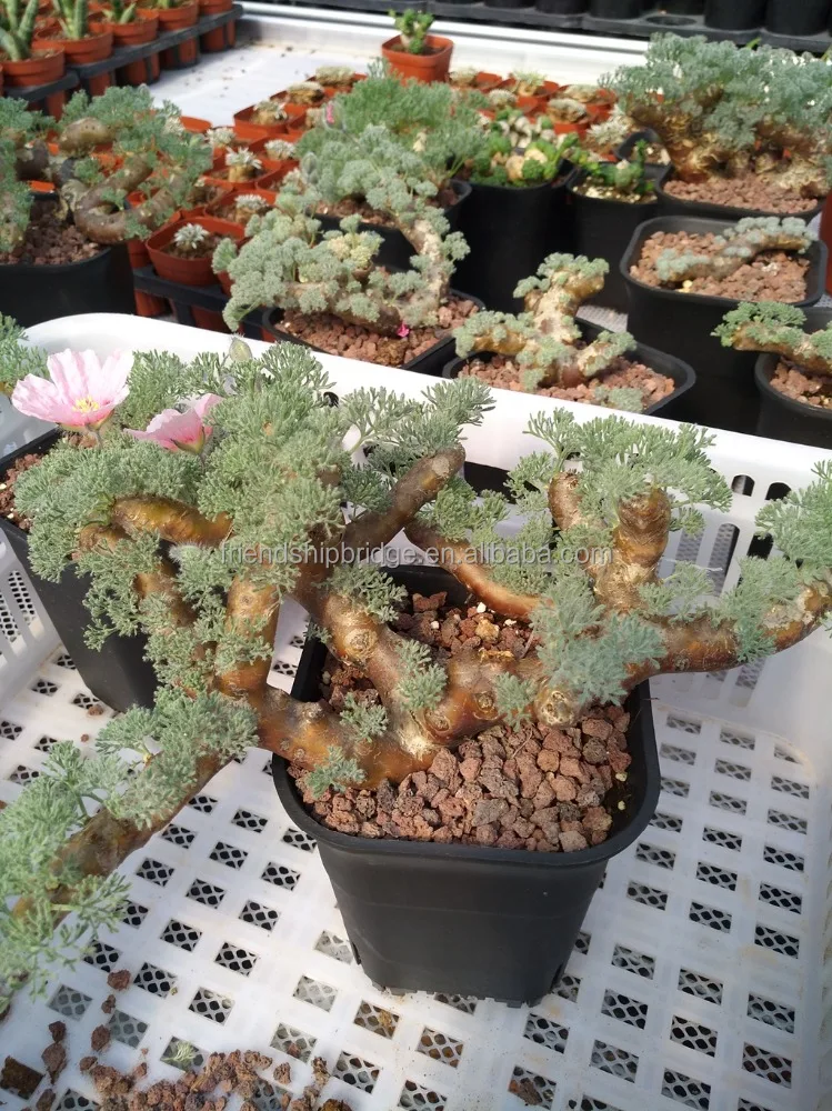 
Indoor & outdoor Monsonia multifida bonsai plants 