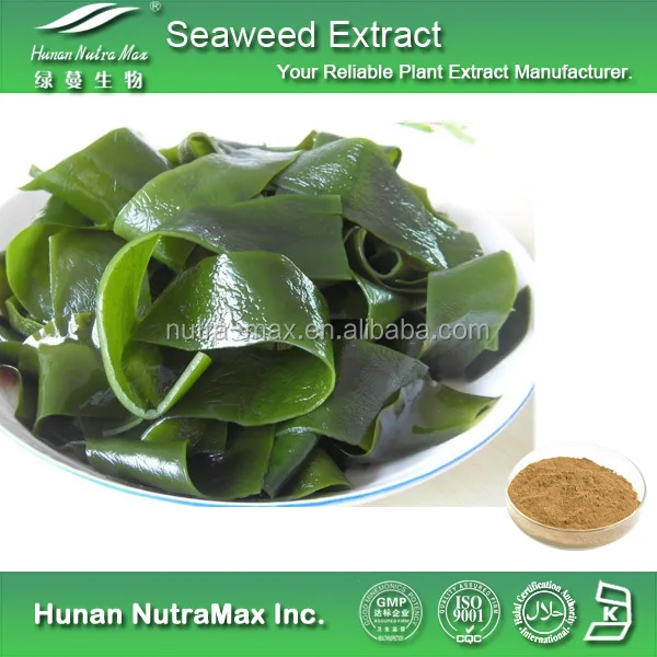Health Sea Food Seaweed Powder Kelp Powder with Protein 60%
