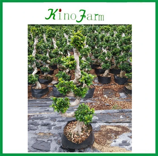 Chinese ficus retusa bonsai ficus shape