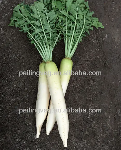 
chinese fresh white raddish (1000-1250g ) good taste raddish 
