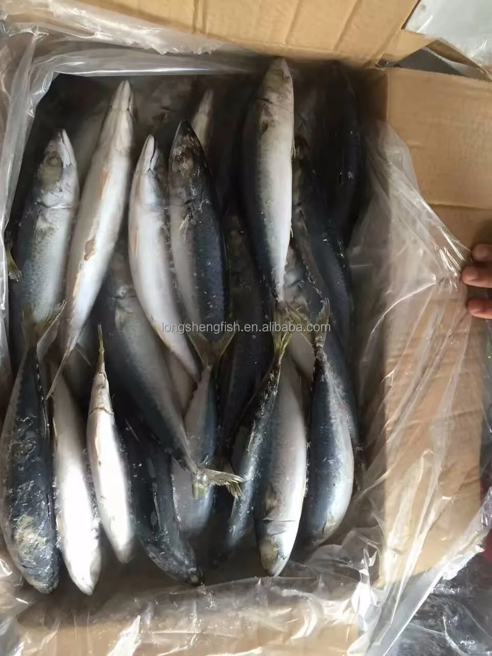 Hot Selling Cheap Price China fish factory Wholesale sea Frozen Pacific Mackerel