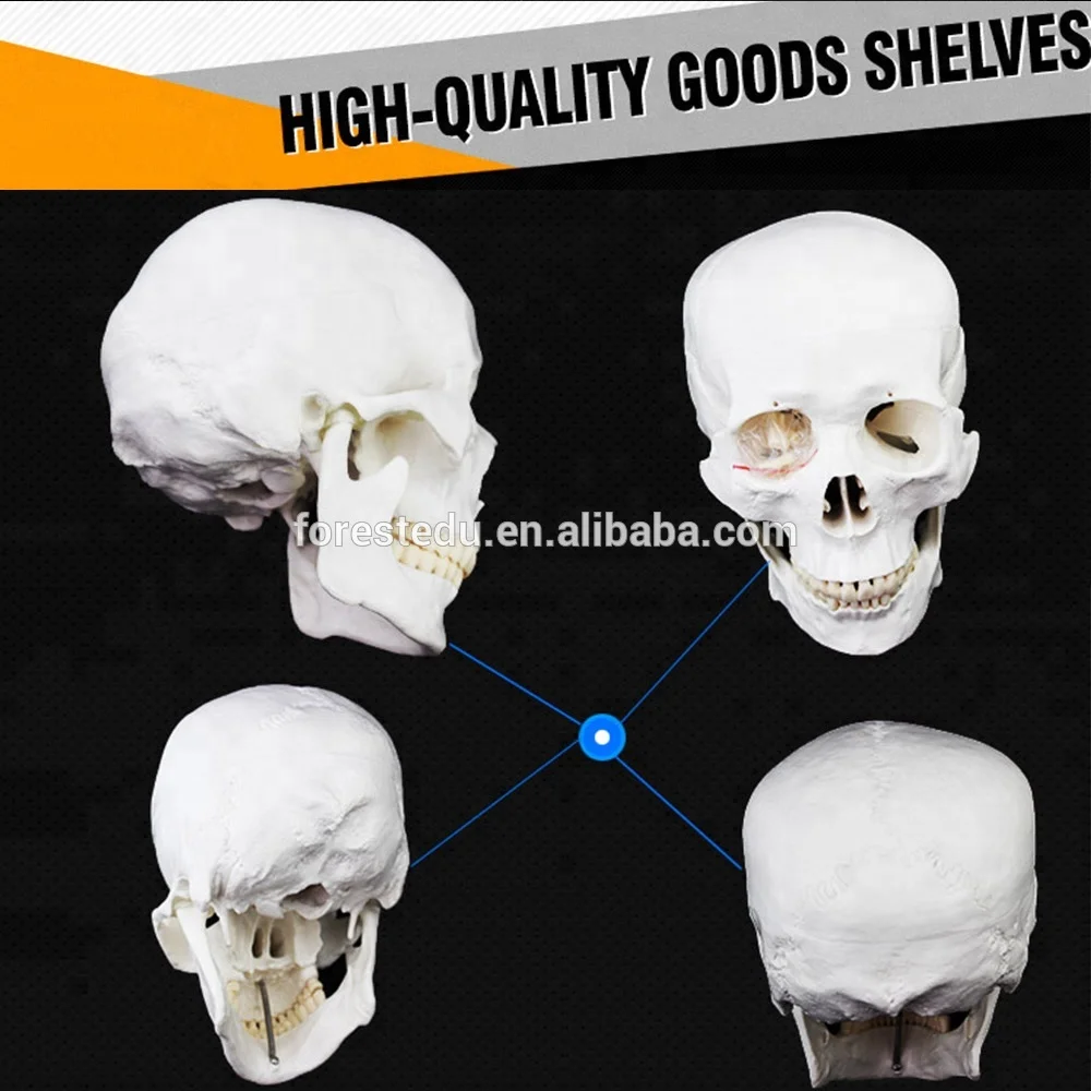 Human Skull Model Life Size 3 Teeth Removable Anatomy 3 Parts Skull Model of Human