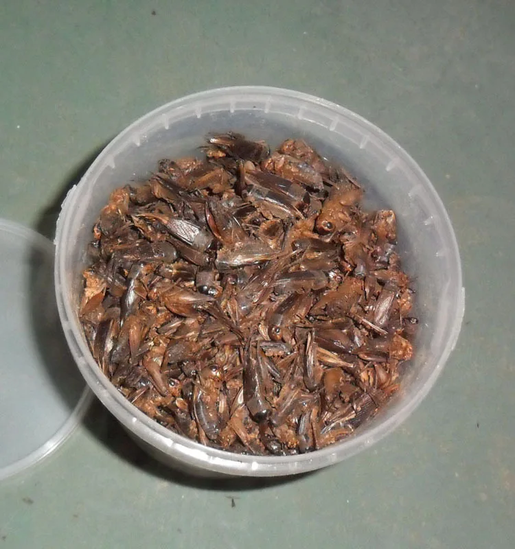 
Eco-friendly Birds Food Supplies Dried Crickets Insect for Birds Feed 