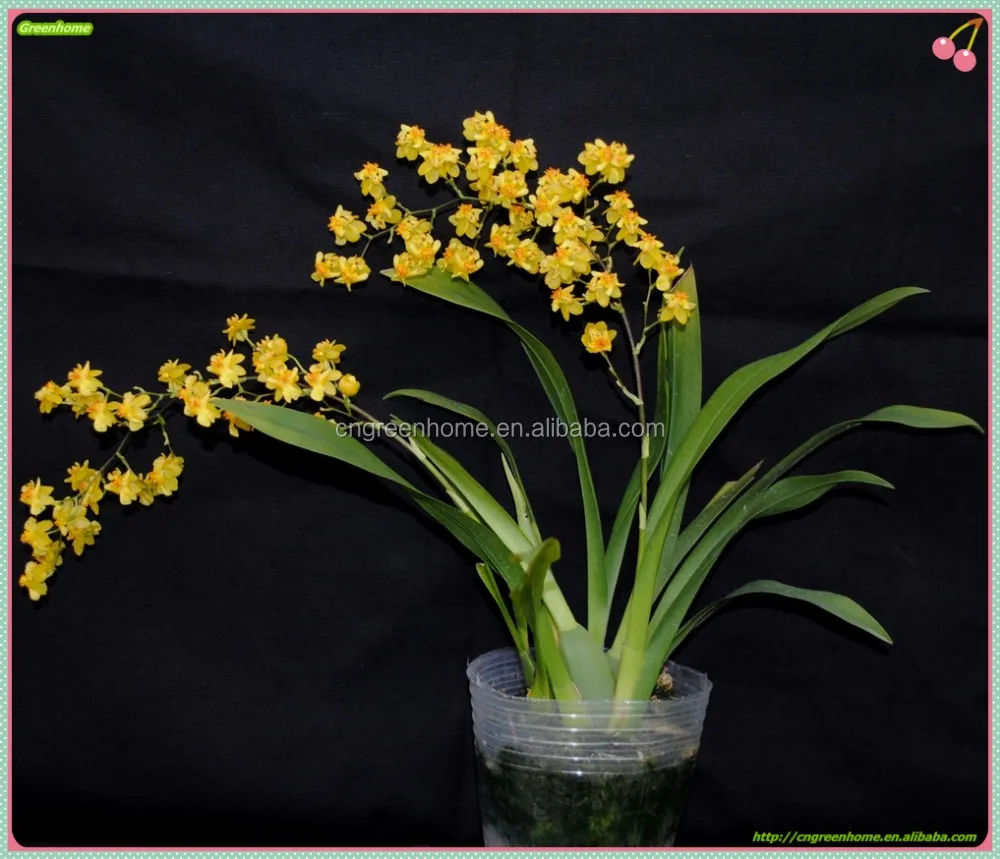 Онцидиевая Орхидея