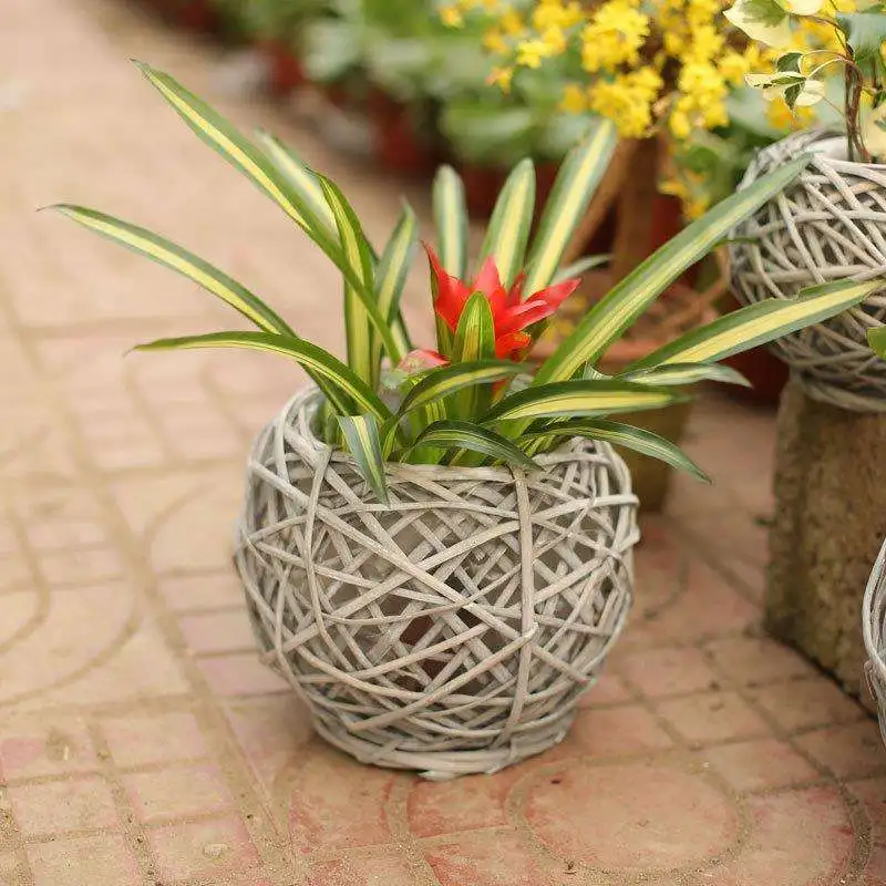 Hot-sell Craft Weave Willow Basket For Planting Flower Pots Plastic Lining