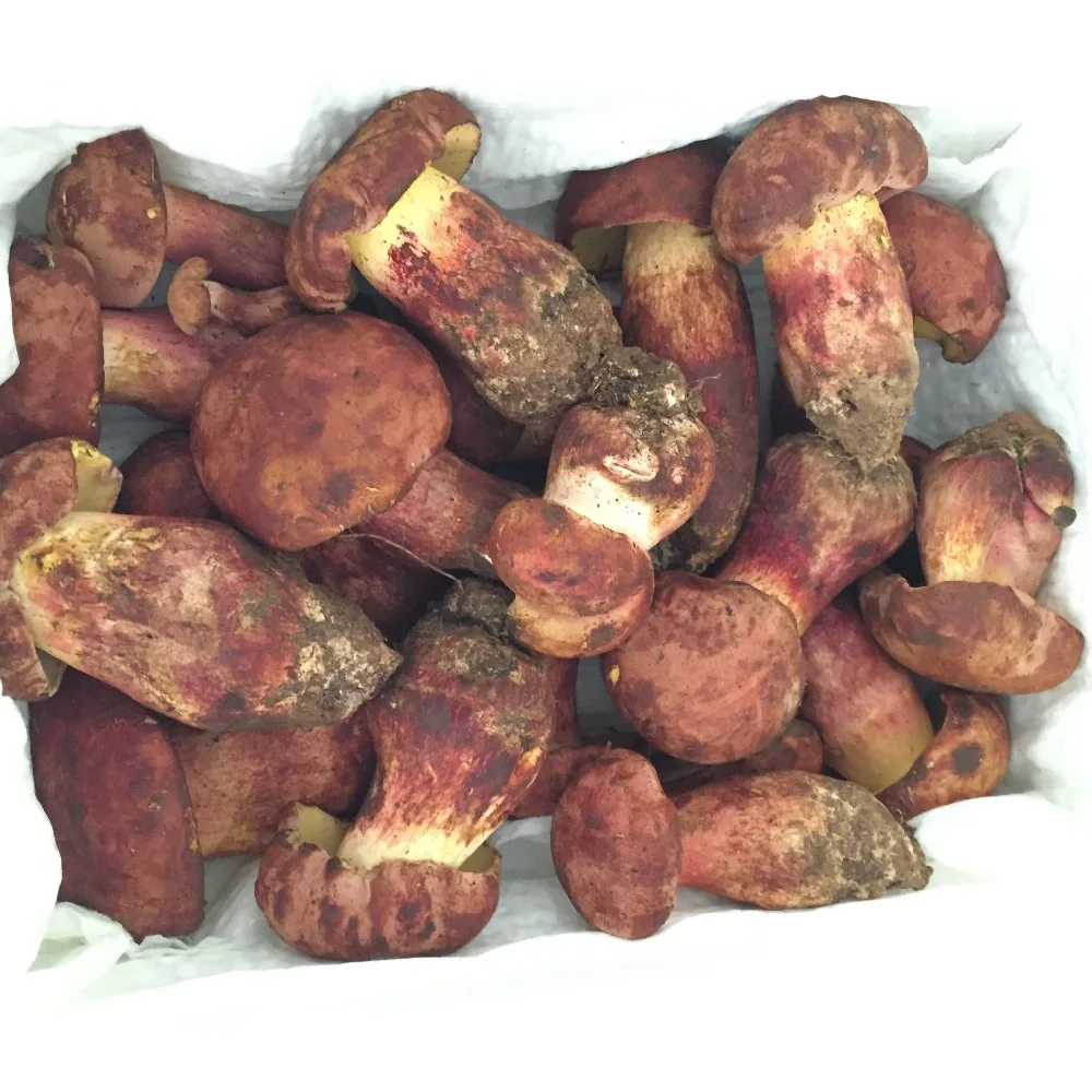 Оптовые цены на грибы Detan Wild Boletus