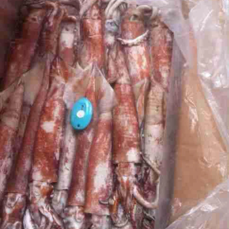 
frozen illex squid whole round Chinese Loligo Squid frozen illex squid for sale 