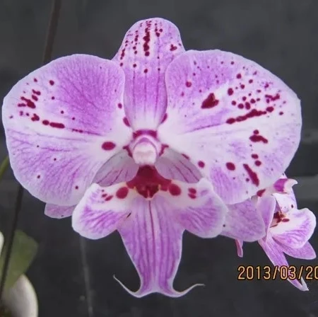 Натуральные орхидеи в горшках, раскатывающаяся скамейка с розовыми и черными пятнами для детской комнаты с орхидеями