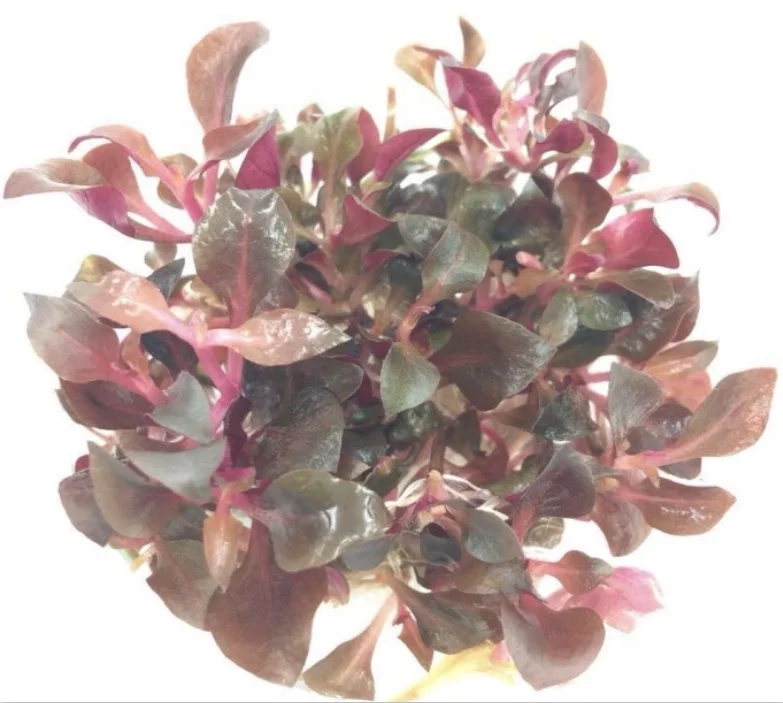 Alternanthera cardinalis- InVitro plants aseptic plants TC plants