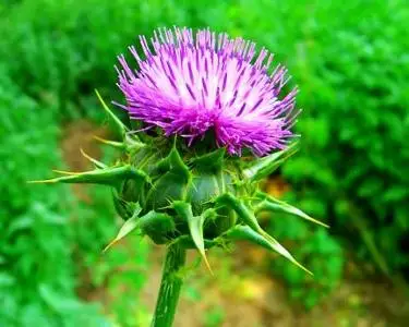 Runyu supply  silymarin 90% milk thistle powder/silymarin price