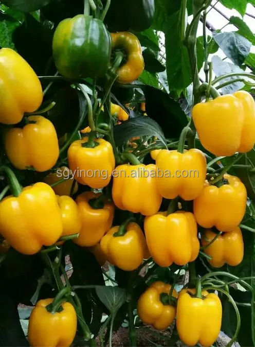 Зеленые/красные/желтые/фиолетовые/белые гибридные семена китайского перца