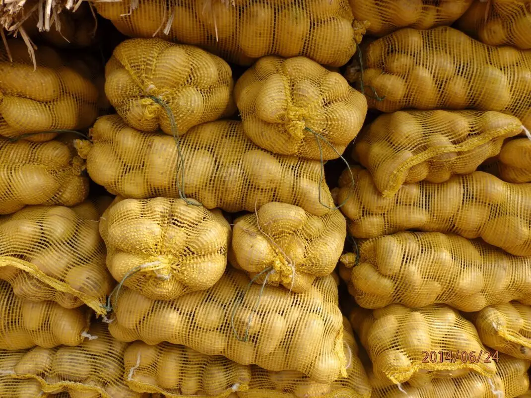 
Fresh Holland Potatoes Seeds Price for wholesale 