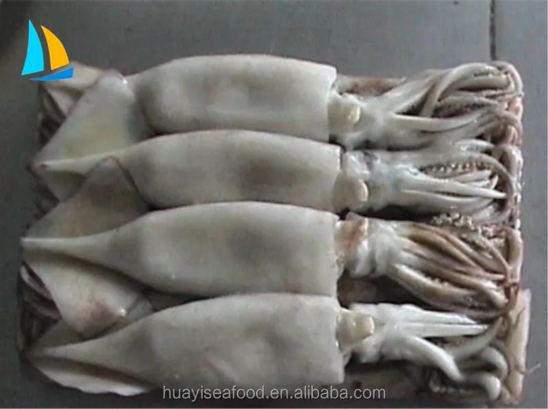 frozen seafood illex argentinus squid with Competitive Price