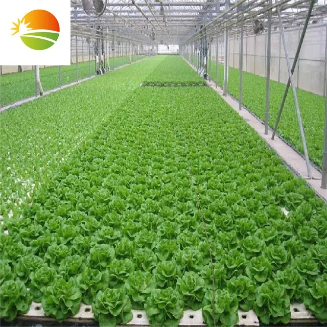 
Commercial multi-span PC sheet polycarbonate greenhouse with hydroponic system 