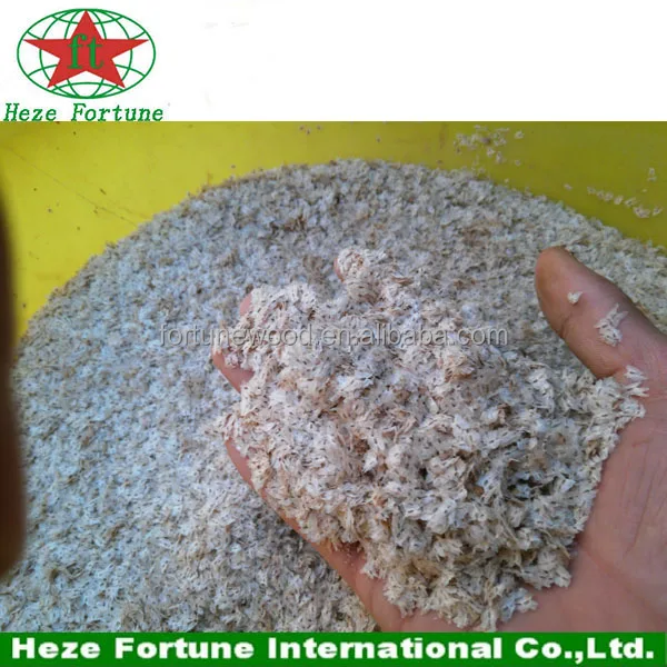 semillas de paulownia paulownia seeds for planting