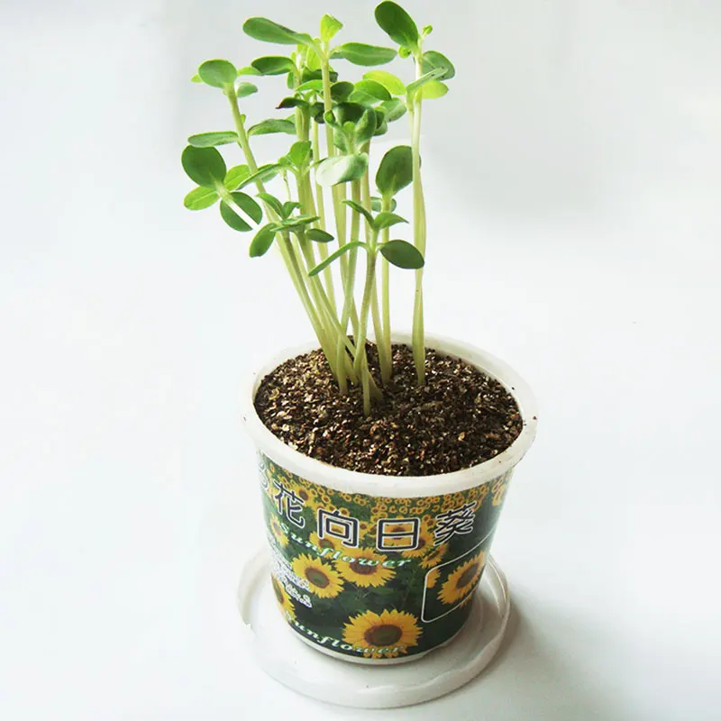 
Potted Plants Grow Baby Flower Growing Creative Home Gardening 