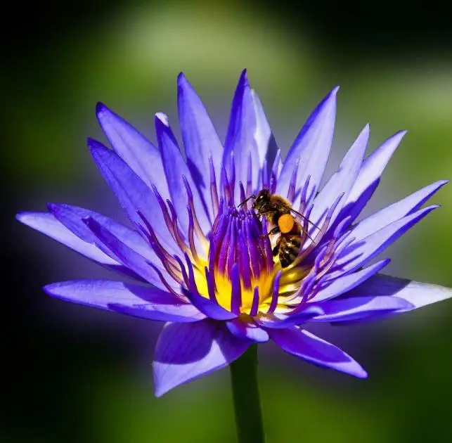 500g China online supply Genuine premium pure dried blue lotus flowers petals cuts and stigma broken parts